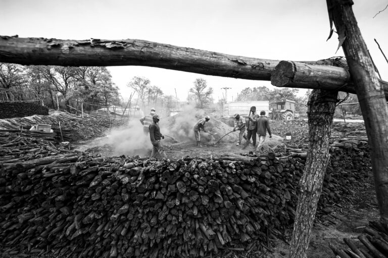 A Guide to Harvesting and Processing Oak Tree Bark for Natural Tannin