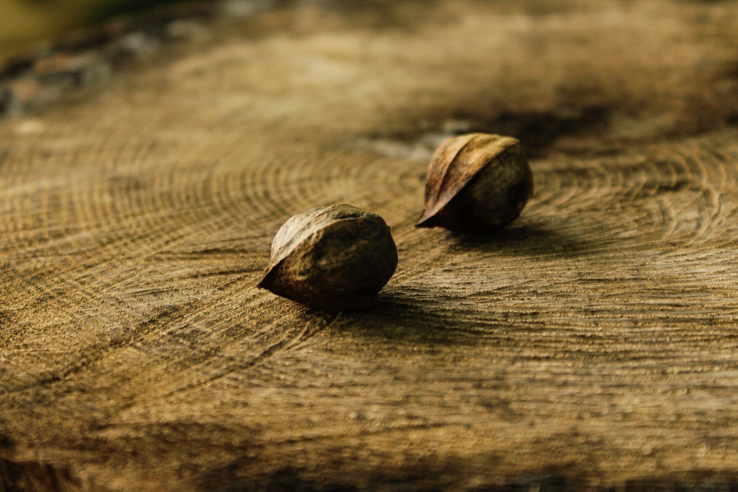 Understanding The Lifespan of Common Trees From Seed to Stump