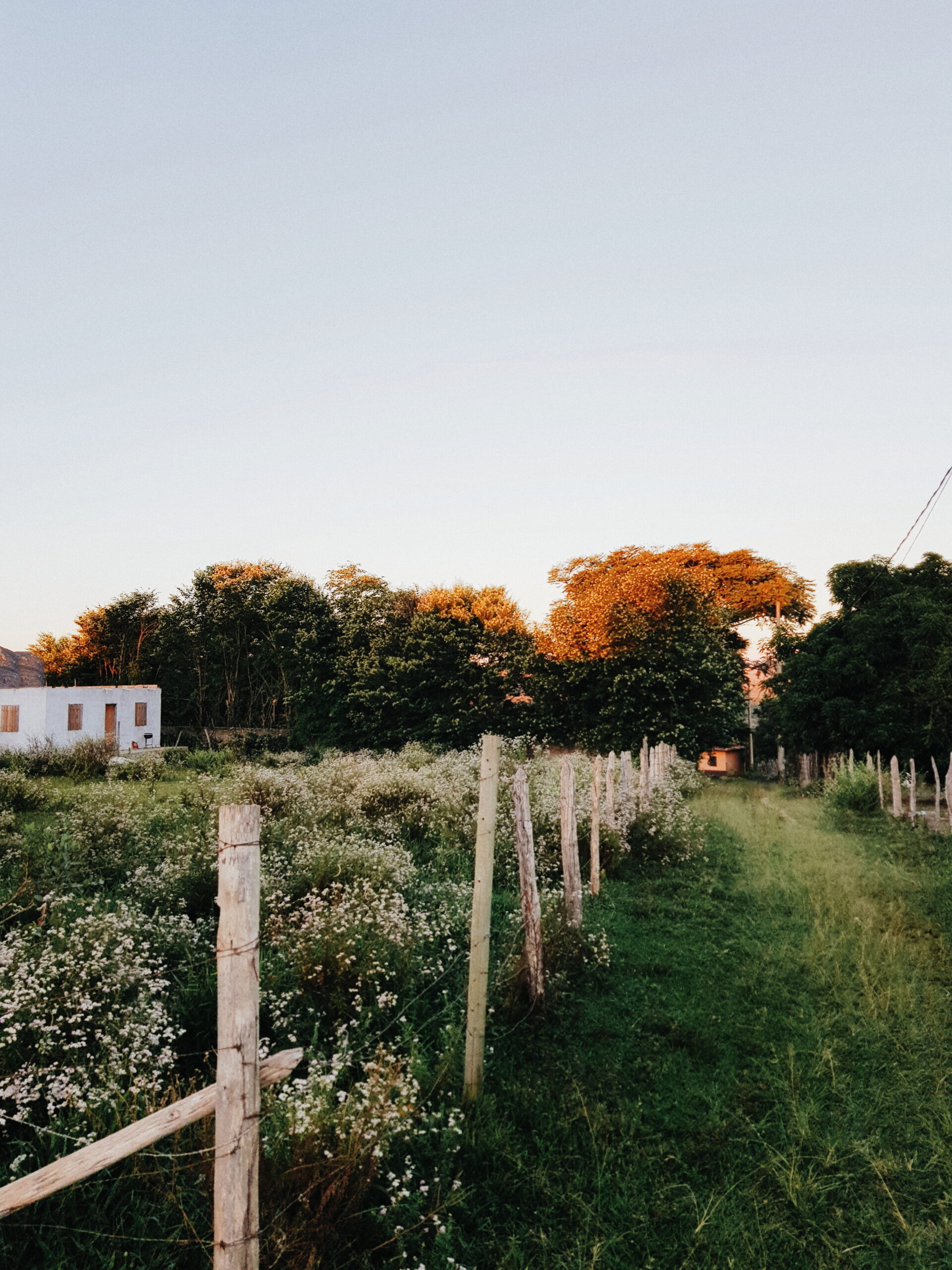 HighSpeed Hedges FastGrowing Trees for Living Fences and Privacy Screens