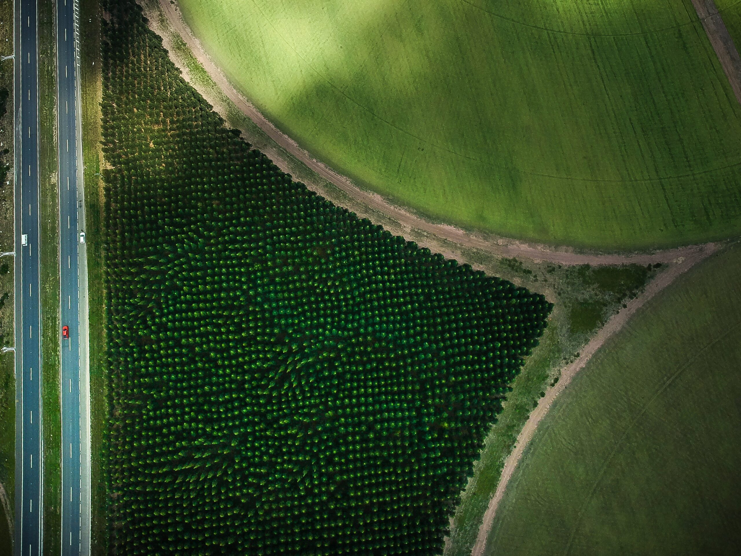 The Science of Tree Growth Factors That Contribute to FastGrowing Species