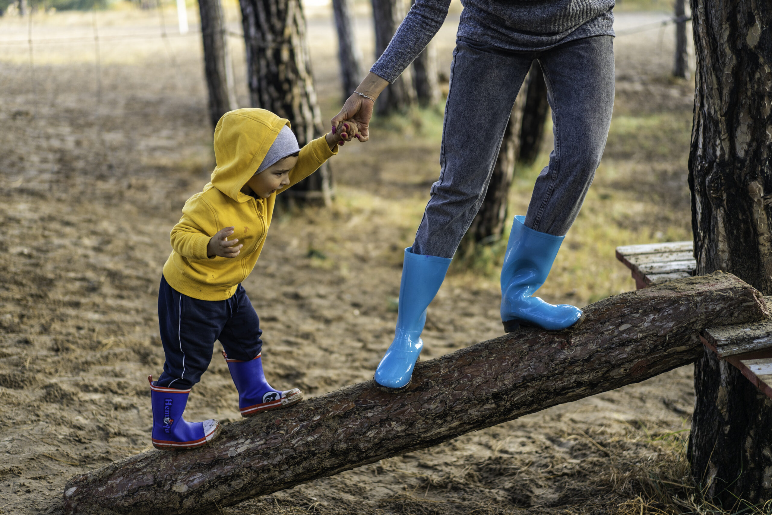 How to Extend The Lifespan of Your Trees Through Proper Care and Maintenance