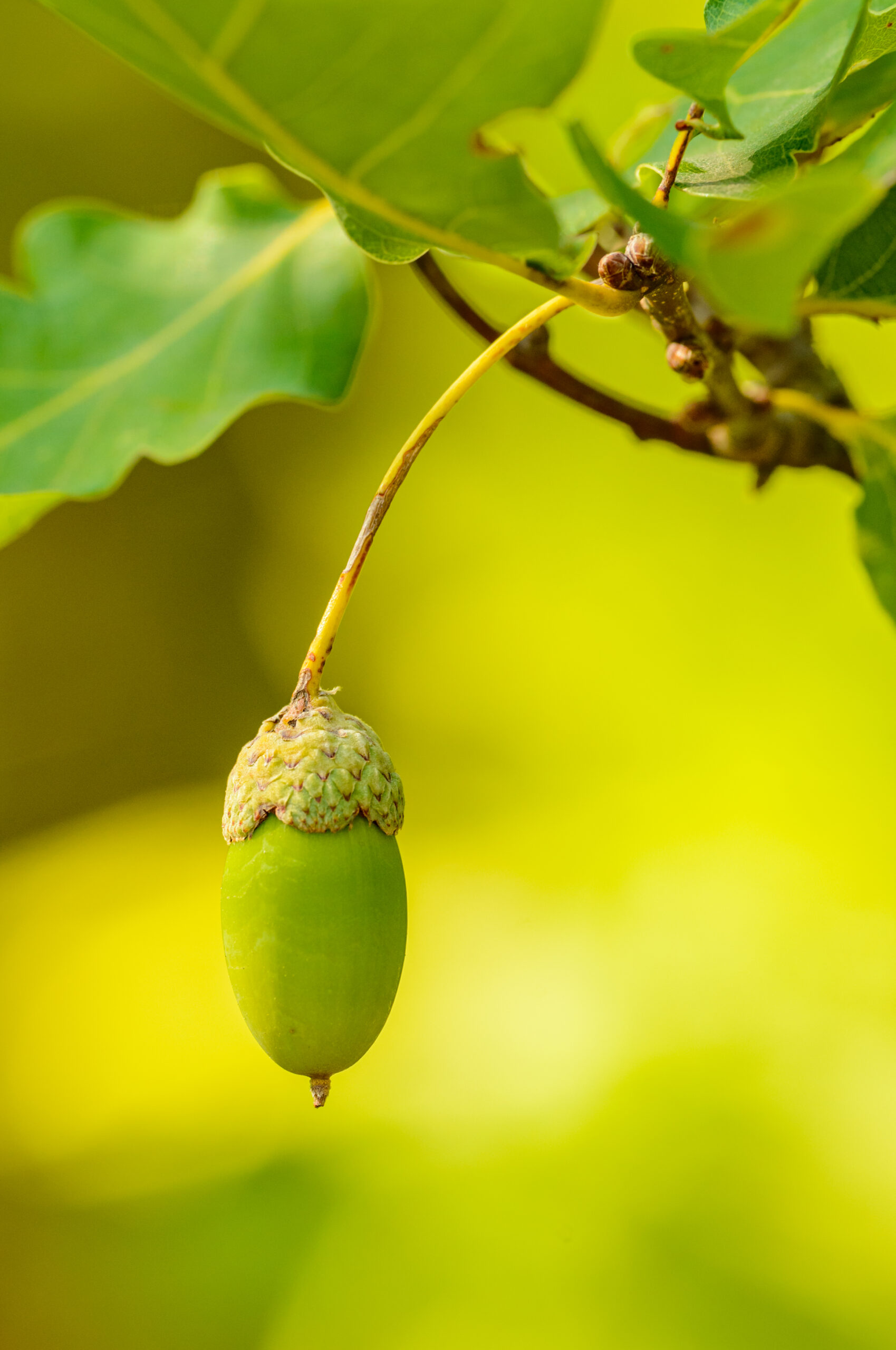 How to Properly Prune Your Oak Tree for Health and Growth