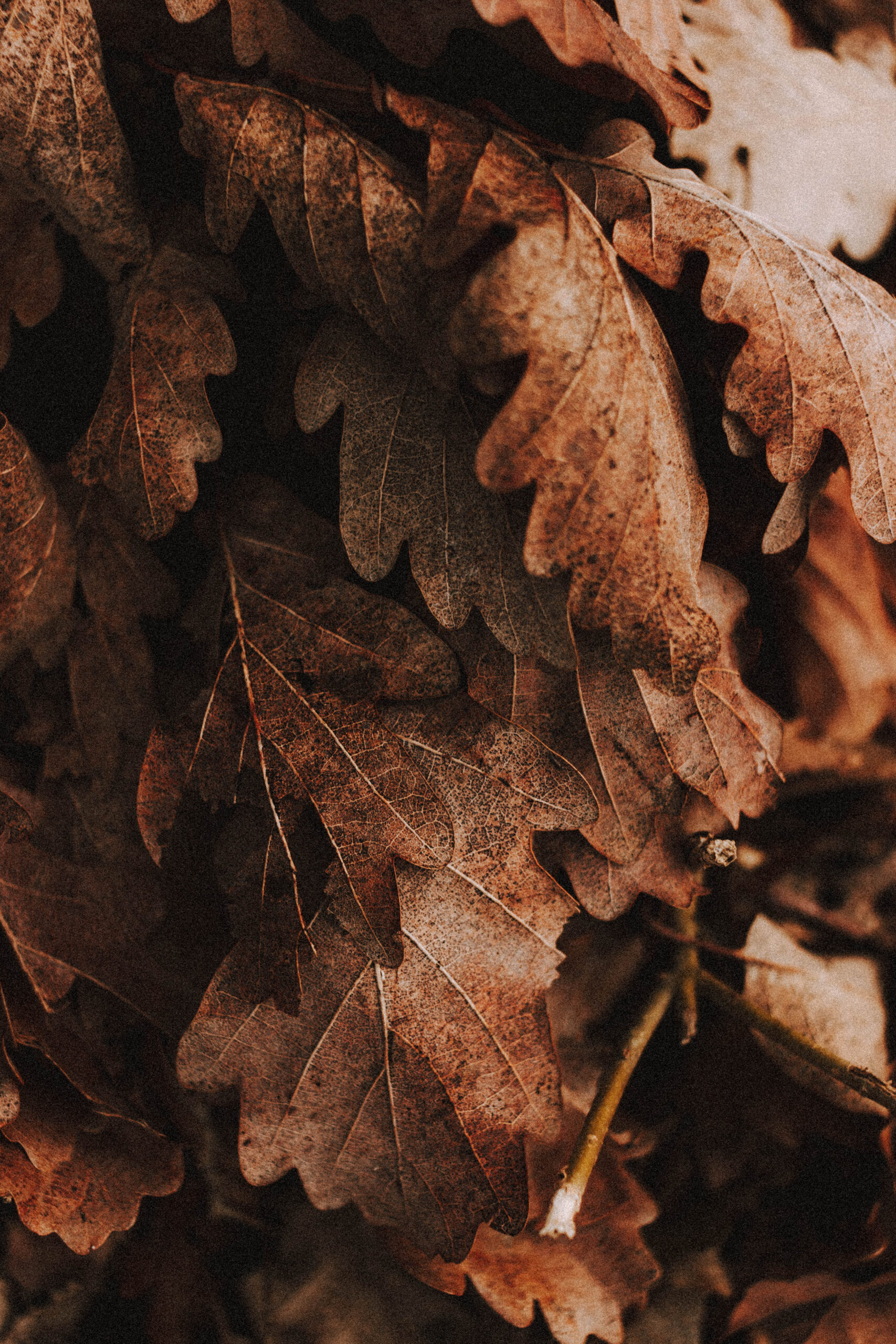 The Many Benefits of Oak Leaves From Mulch to Medicine