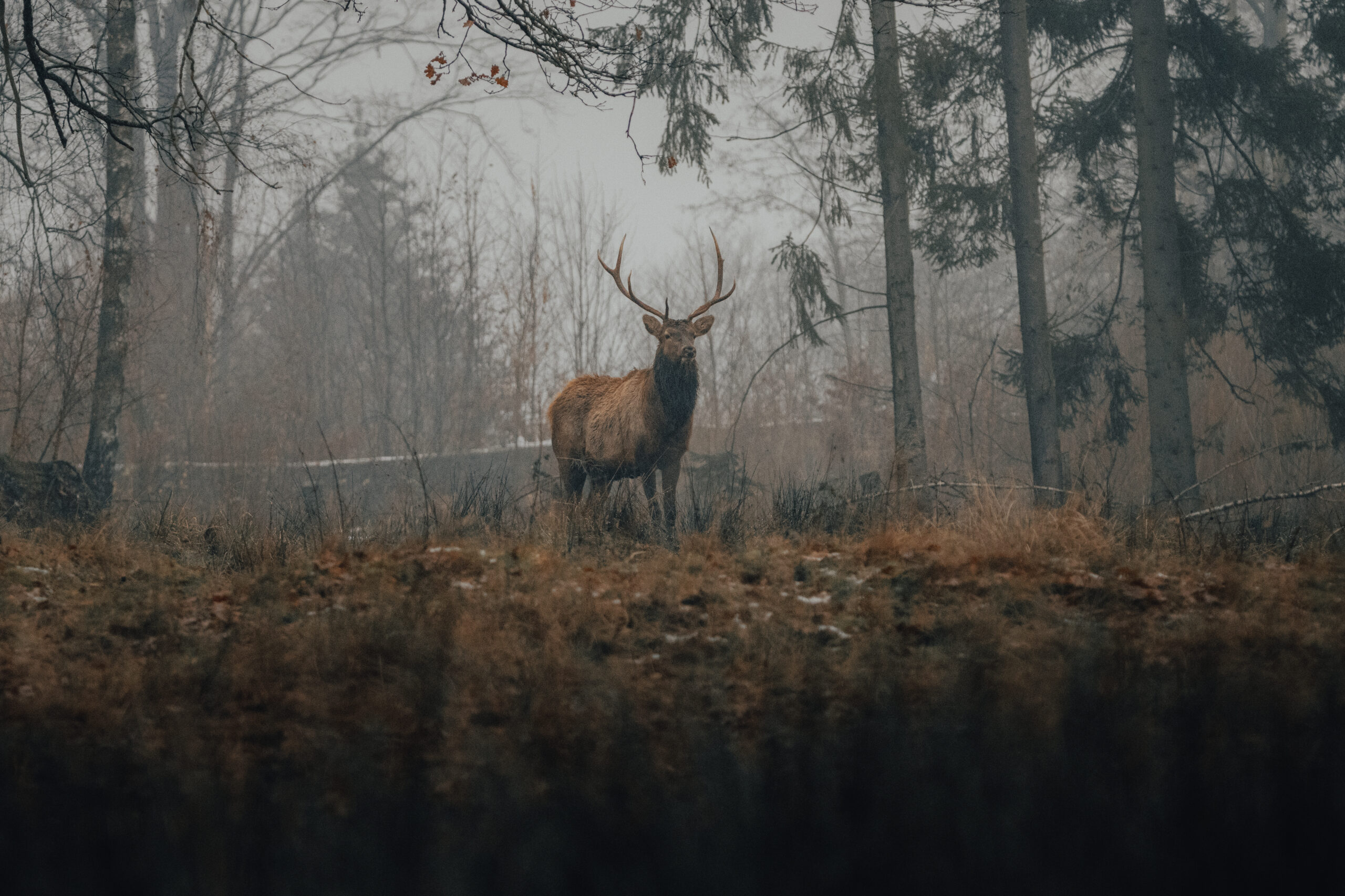 The Importance of Oak Trees in Ecosystems and Wildlife Habitats