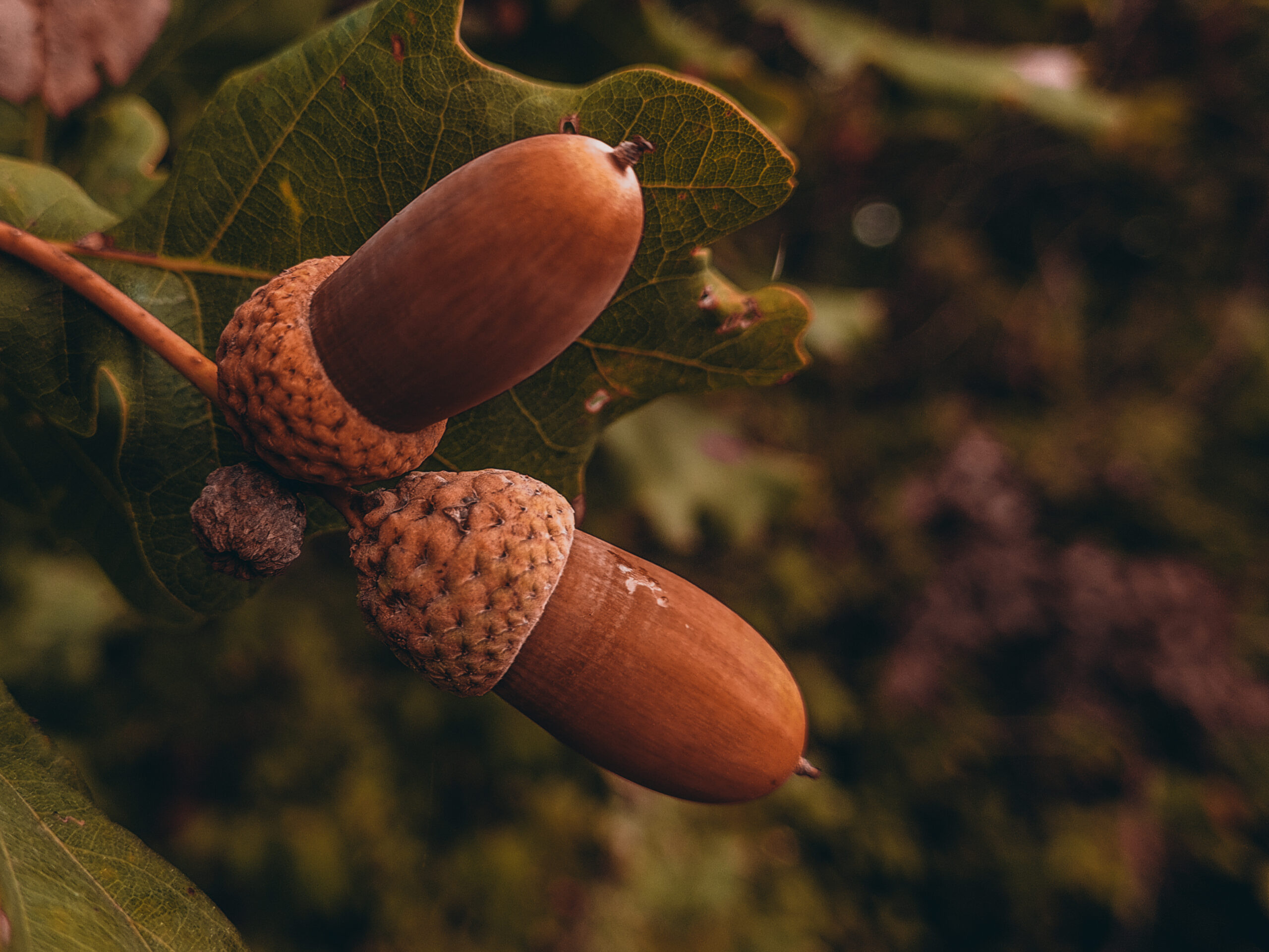 Acorns Not Just for Squirrels The Many Uses of Oak Tree Seeds